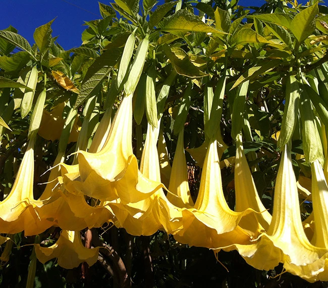 Brugmansia suaveolens Yellow Angel Trumpet Seeds - 10 Count - Image 1
