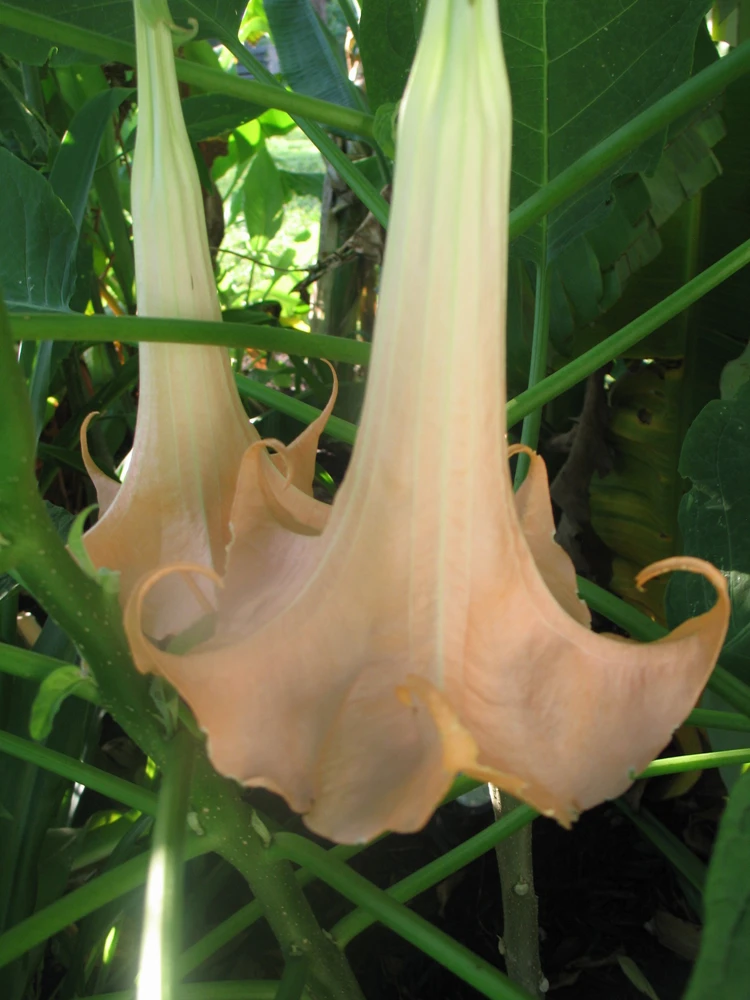Brugmansia Versicolor Peach Seeds - Angel's Trumpet Plant Seeds - 8 Seeds Pack - Outdoor Perennial - Image 1