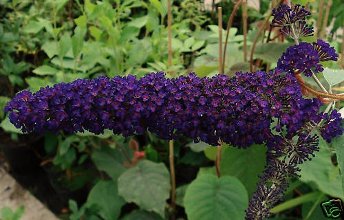 Buddleia Black Knight Seeds - 20 Seeds - Dark Purple Butterfly Bush - Image 1