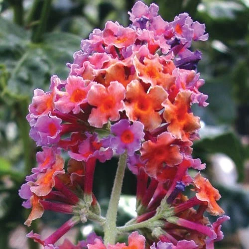 Buddleia Butterfly Bush Bicolor Quart Live Plant - Attracts Pollinators - Image 1