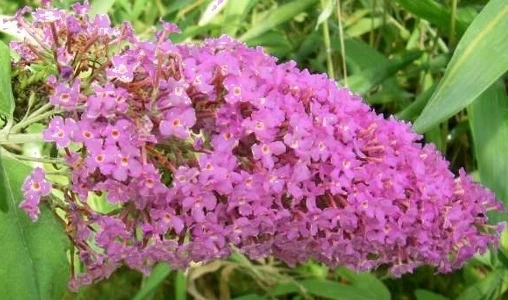 Buddleia davidii Pink Delight Seeds - 20 Butterfly Bush Seeds - Image 1