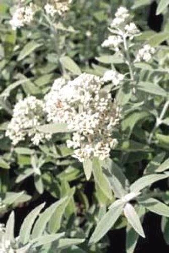 Buddleia Davidii Silver Frost Seeds - 20 Butterfly Bush Seeds - Image 1