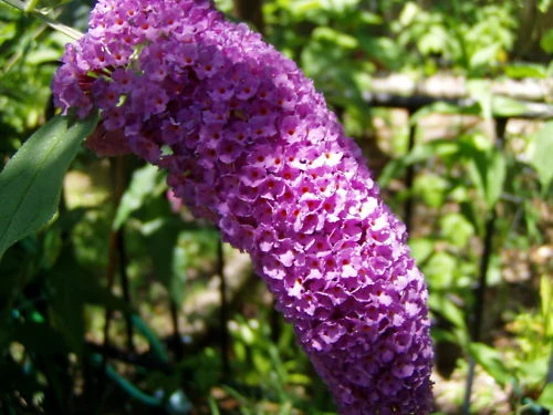 Buddleia Davidii Violet Seeds - 20 Count Butterfly Bush Seeds - Image 1