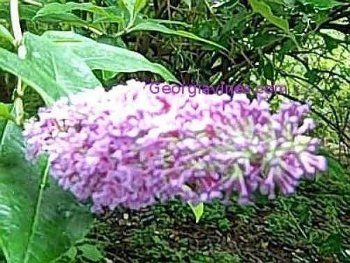 Buddleia skutchii Seeds โ Rare Butterfly Bush Flower Seeds โ 20 Count - Image 2