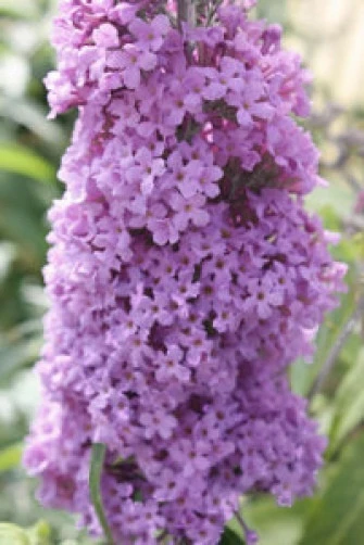 Buddleia skutchii Seeds โ Rare Butterfly Bush Flower Seeds โ 20 Count - Image 3