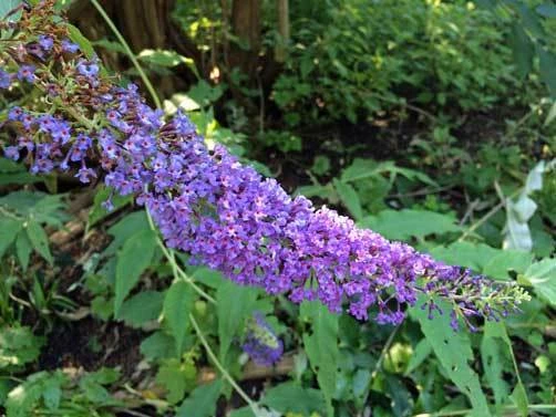 Buddleia skutchii Seeds – Rare Butterfly Bush Flower Seeds – 20 Count - Image 1