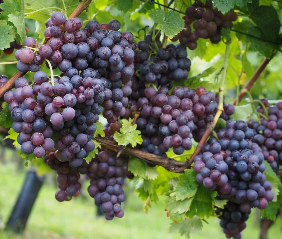 Buffalo Grape Vines Live Plants - Sweet Black Grape, 8-12 Inch Tall, Outdoor - Image 6