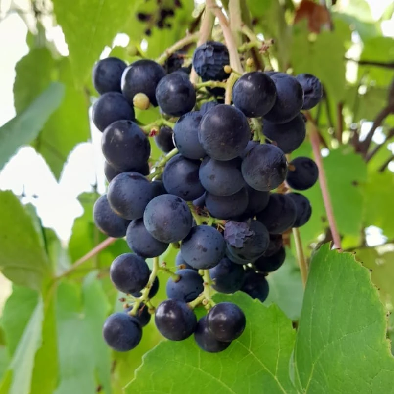 Buffalo Grape Vines Live Plants - Sweet Black Grape, 8-12 Inch Tall, Outdoor - Image 7