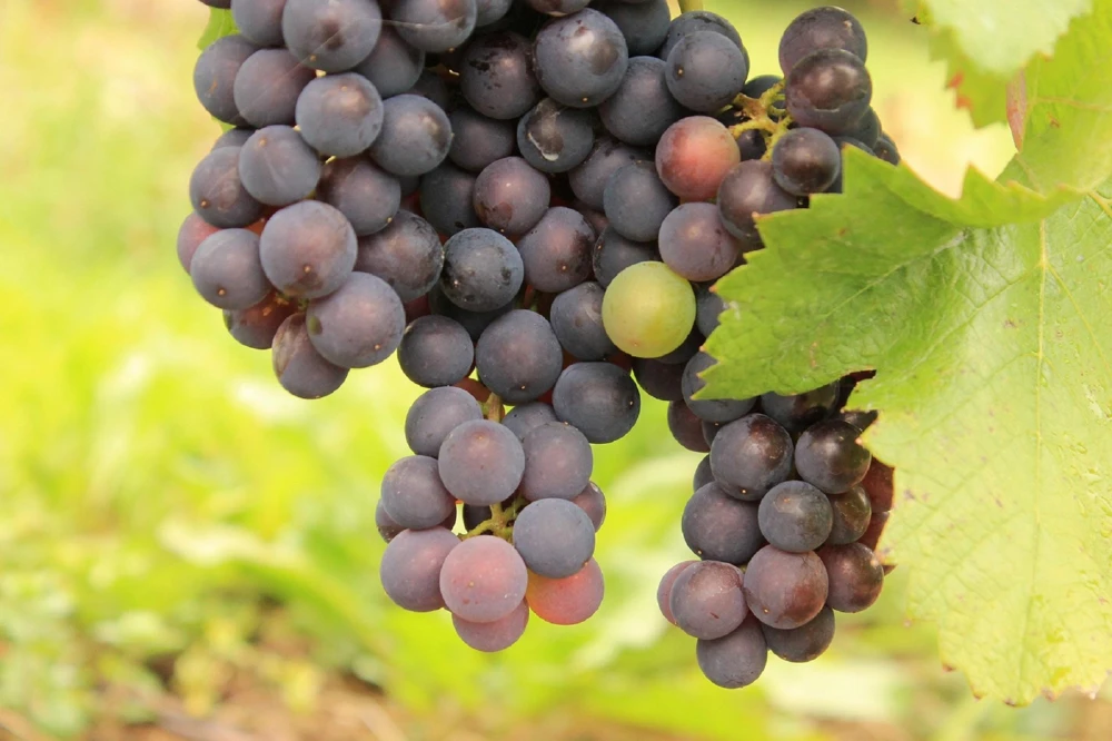Buffalo Seedless Grape Live Plant, 1-2 Years Old, Potted Vine, Hardy USDA Zones 6-10 - Image 1