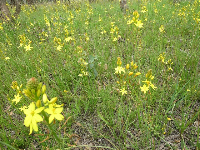 Bulbine Bulbosa Golden Lily Seeds - 5 Seed Pack - Drought Tolerant - Image 1