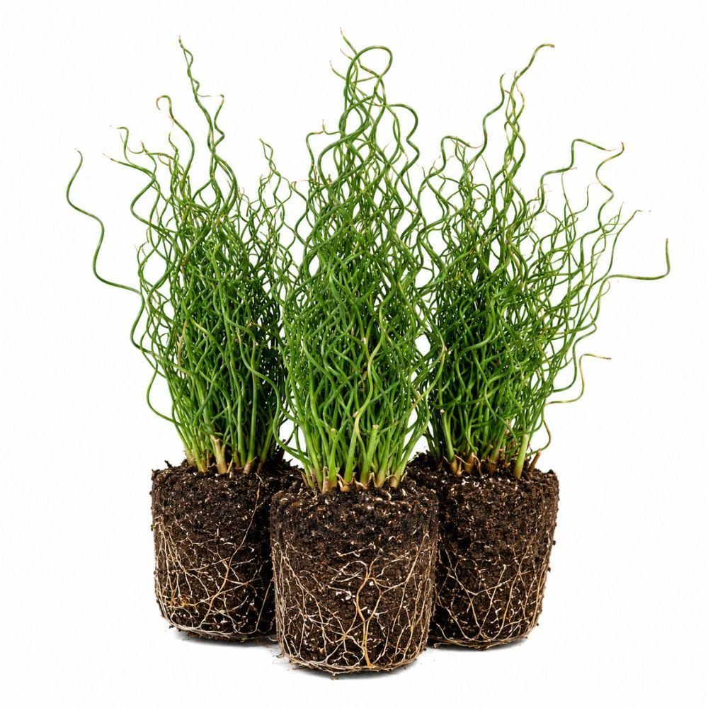 Bundle of 3 Corkscrew Rush Live Plants - Spiral Ornamental Grass for Garden, Patio - Image 1