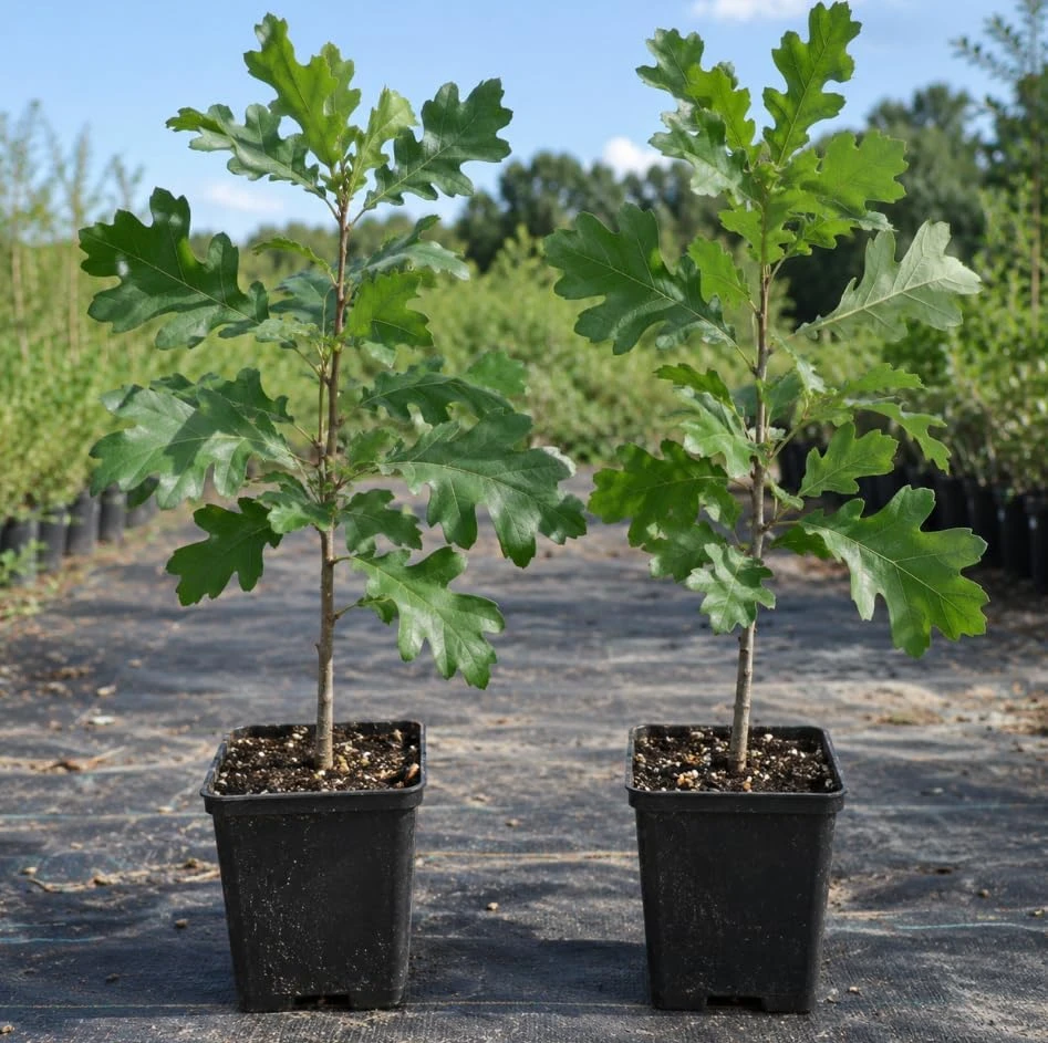 Bur Oak Tree Saplings - Live Plant, Hardy Landscape Tree, 1-2 Ft Tall, Outdoor Planting, Set of 2 - Image 1