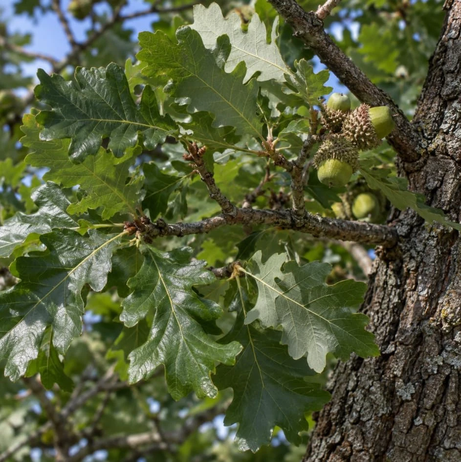 Bur Oak Tree Saplings - Live Plant, Hardy Landscape Tree, 1-2 Ft Tall, Outdoor Planting, Set of 2 - Image 5