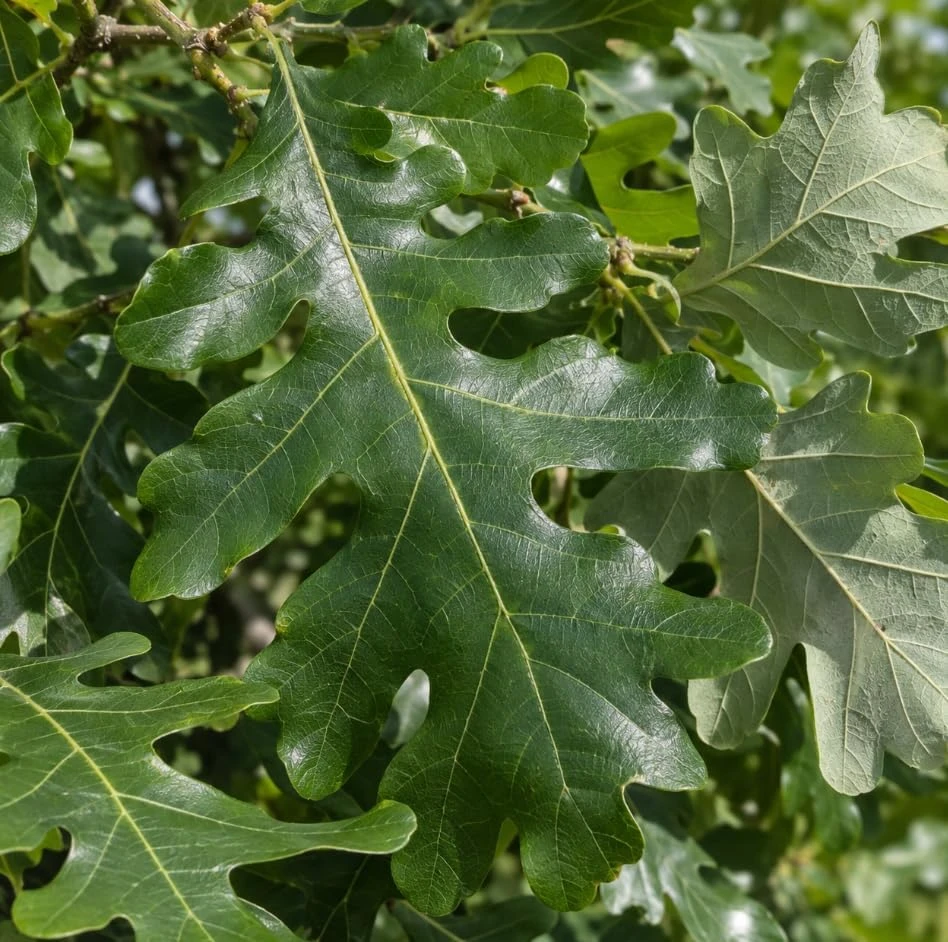 Bur Oak Tree Saplings - Live Plant, Hardy Landscape Tree, 1-2 Ft Tall, Outdoor Planting, Set of 2 - Image 6