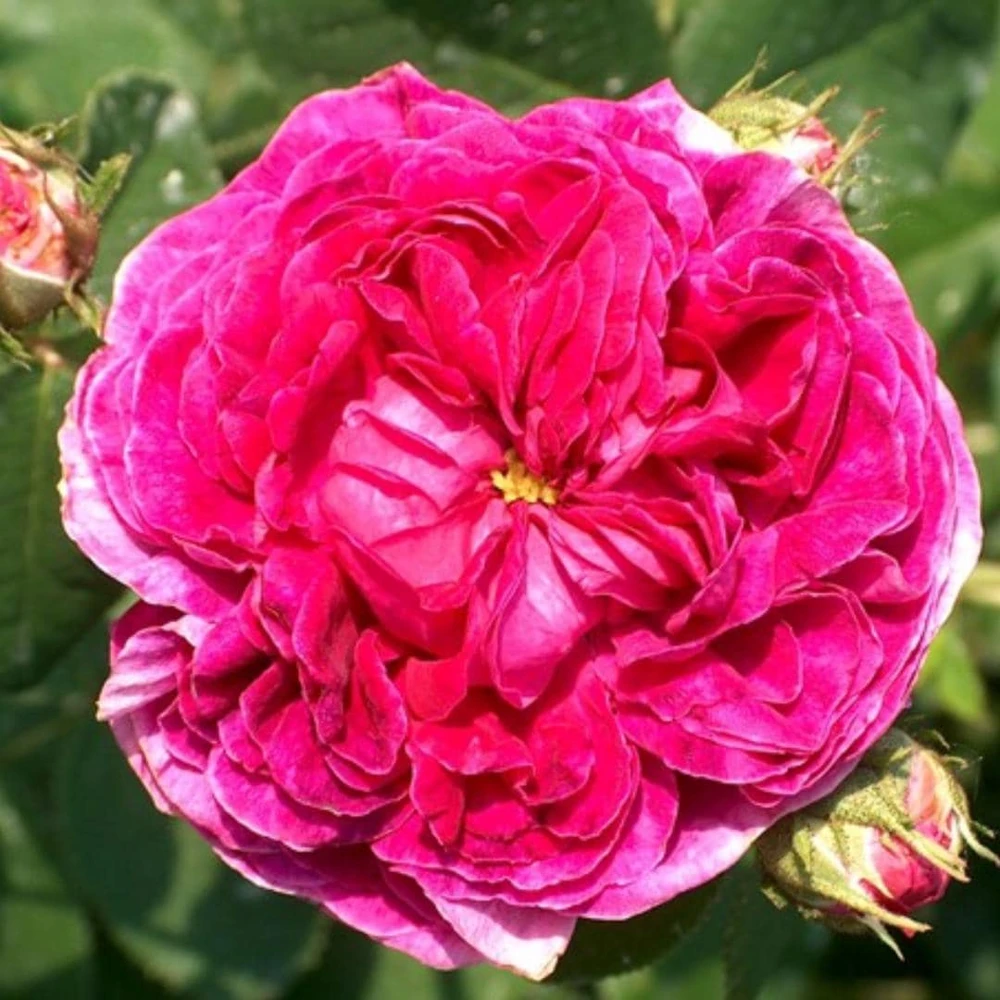 Burlesque Climbing Rose Live Plant, Fragrant Purple Blooms, 5-7 Inches Tall, Outdoor - Image 10