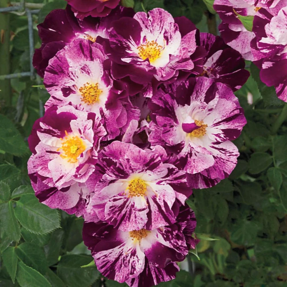 Burlesque Climbing Rose Live Plant, Fragrant Purple Blooms, 5-7 Inches Tall, Outdoor - Image 11
