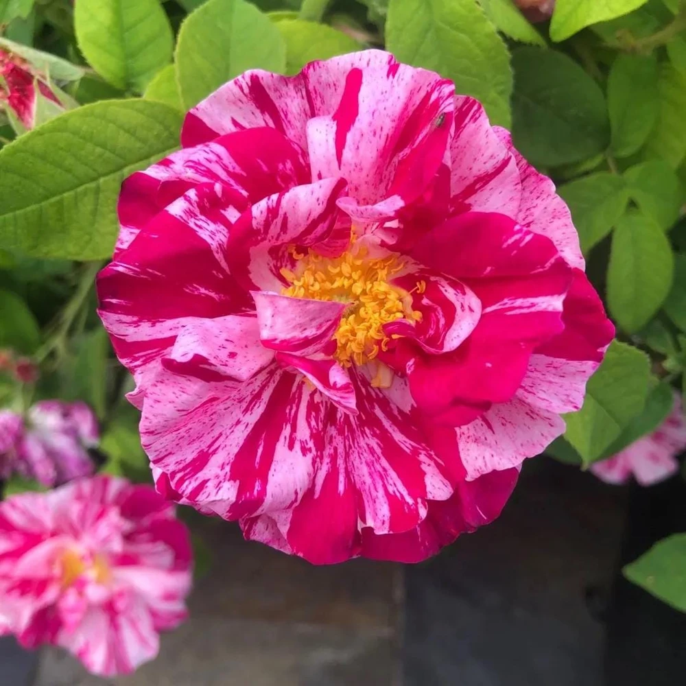 Burlesque Climbing Rose Live Plant, Fragrant Purple Blooms, 5-7 Inches Tall, Outdoor - Image 3