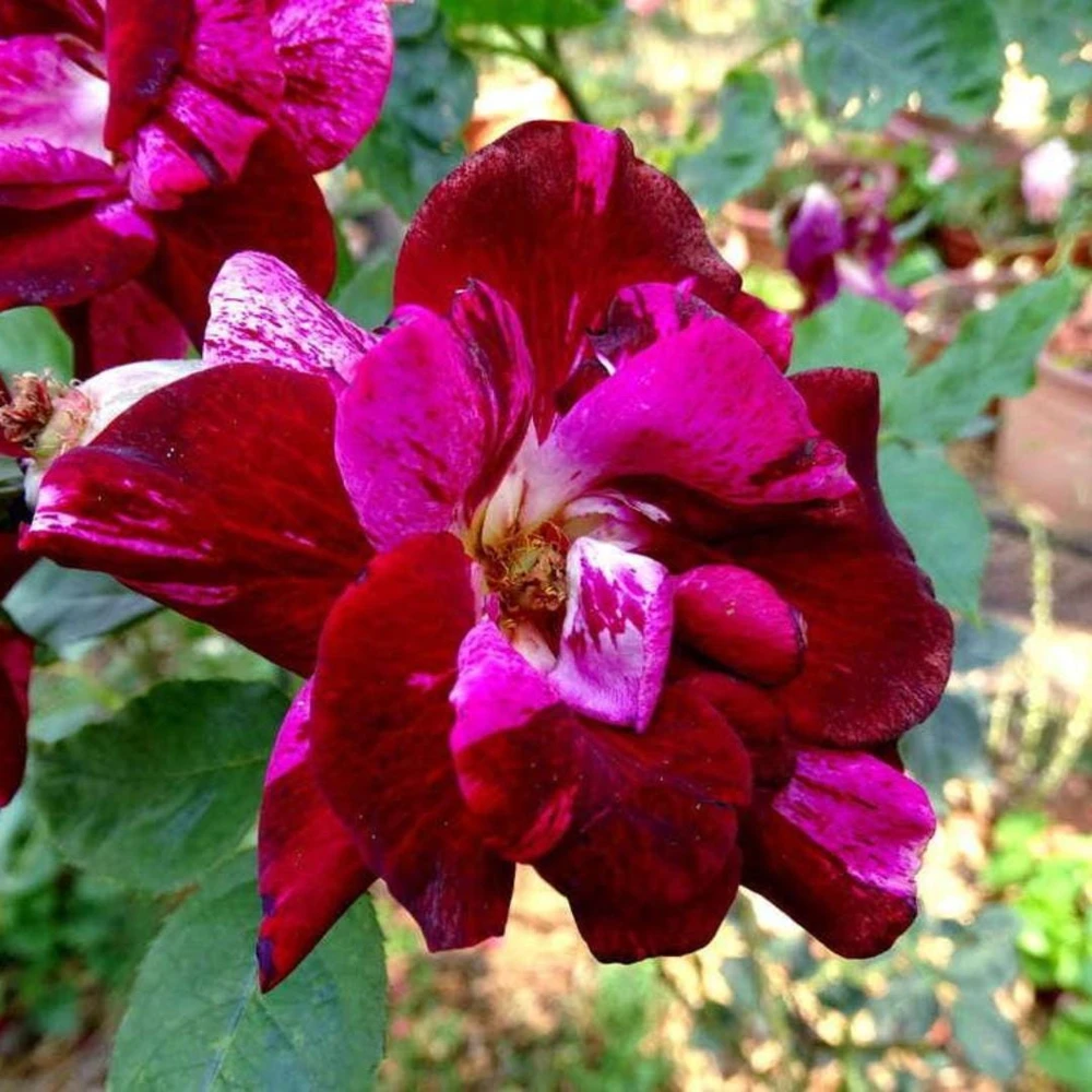 Burlesque Climbing Rose Live Plant, Fragrant Purple Blooms, 5-7 Inches Tall, Outdoor - Image 5