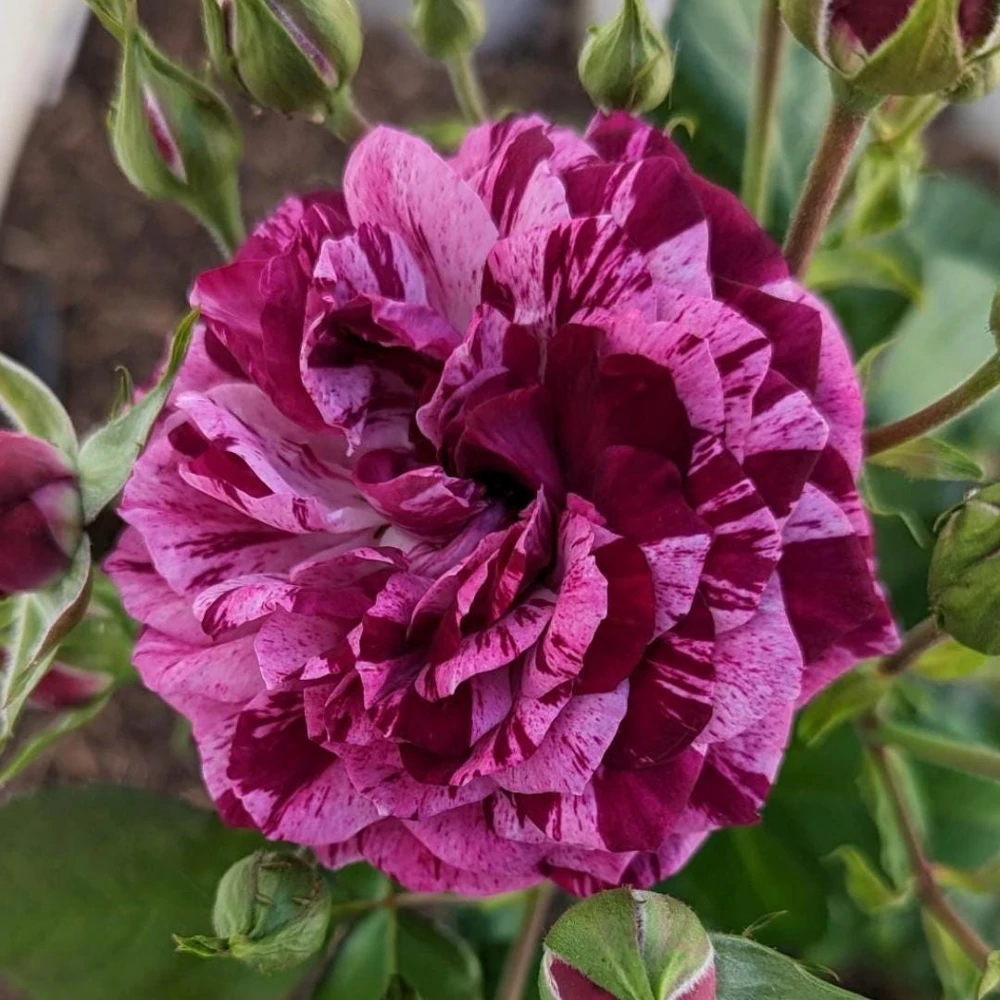 Burlesque Climbing Rose Live Plant, Fragrant Purple Blooms, 5-7 Inches Tall, Outdoor - Image 1