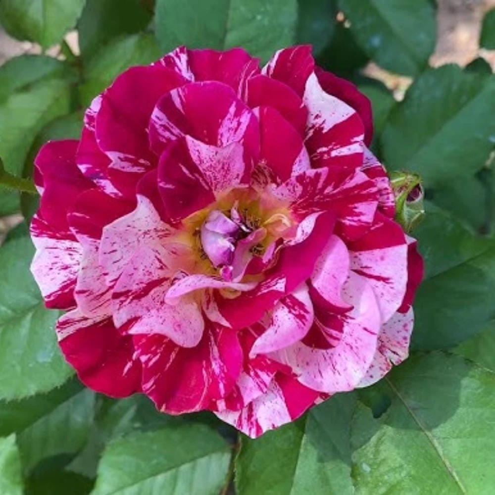Burlesque Climbing Rose Live Plant, Fragrant Purple Blooms, 5-7 Inches Tall, Outdoor - Image 6