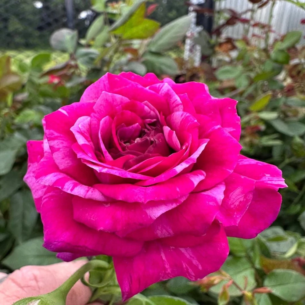Burlesque Climbing Rose Live Plant, Fragrant Purple Blooms, 5-7 Inches Tall, Outdoor - Image 7