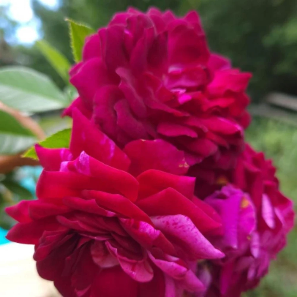 Burlesque Climbing Rose Live Plant, Fragrant Purple Blooms, 5-7 Inches Tall, Outdoor - Image 8