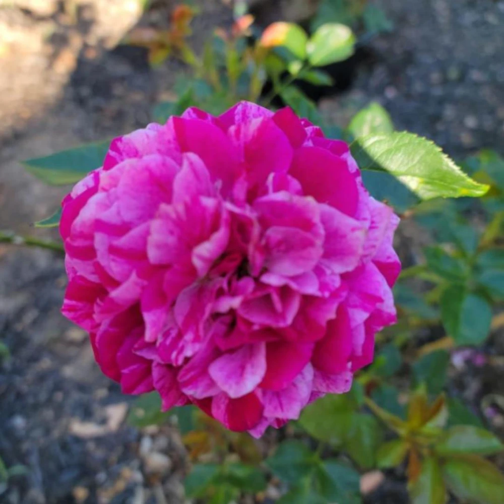 Burlesque Climbing Rose Live Plant, Fragrant Purple Blooms, 5-7 Inches Tall, Outdoor - Image 9