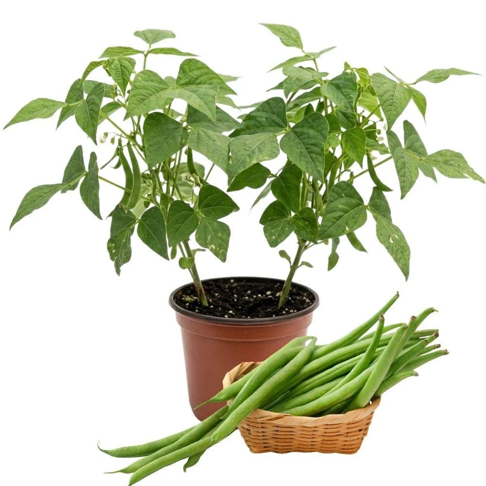 Bush Bean Live Plants - 2 Plants Per Pot, 4 Inch Tall, Outdoor Garden - Image 1