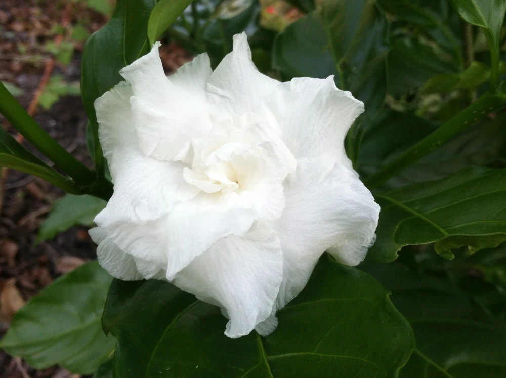 Butterfly Gardenia Seeds - Tabernaemontana coronaria - 10 Seeds - Image 1