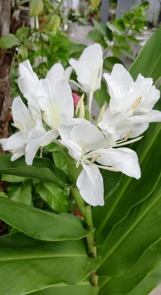Butterfly Ginger Lily Live Plant – White Garland Lily – 1-2 ft Tall – Outdoor Perennial - Image 2
