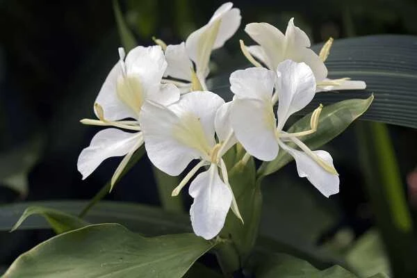 Butterfly Ginger Lily Live Plant – White Garland Lily – 1-2 ft Tall – Outdoor Perennial - Image 3