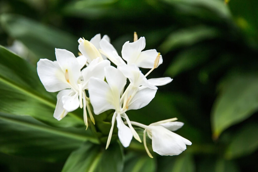 Butterfly Ginger Lily Live Plant – White Garland Lily – 1-2 ft Tall – Outdoor Perennial - Image 4
