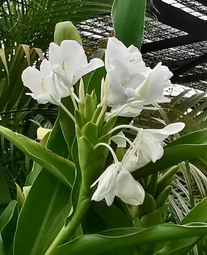 Butterfly Ginger Lily Live Plant – White Garland Lily – 1-2 ft Tall – Outdoor Perennial - Image 5