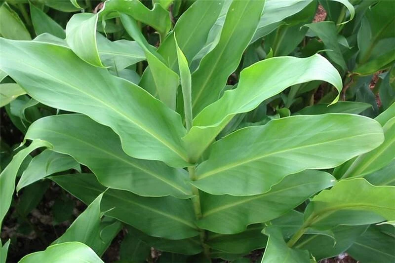 Butterfly Ginger Lily Live Plant – White Garland Lily – 1-2 ft Tall – Outdoor Perennial - Image 6