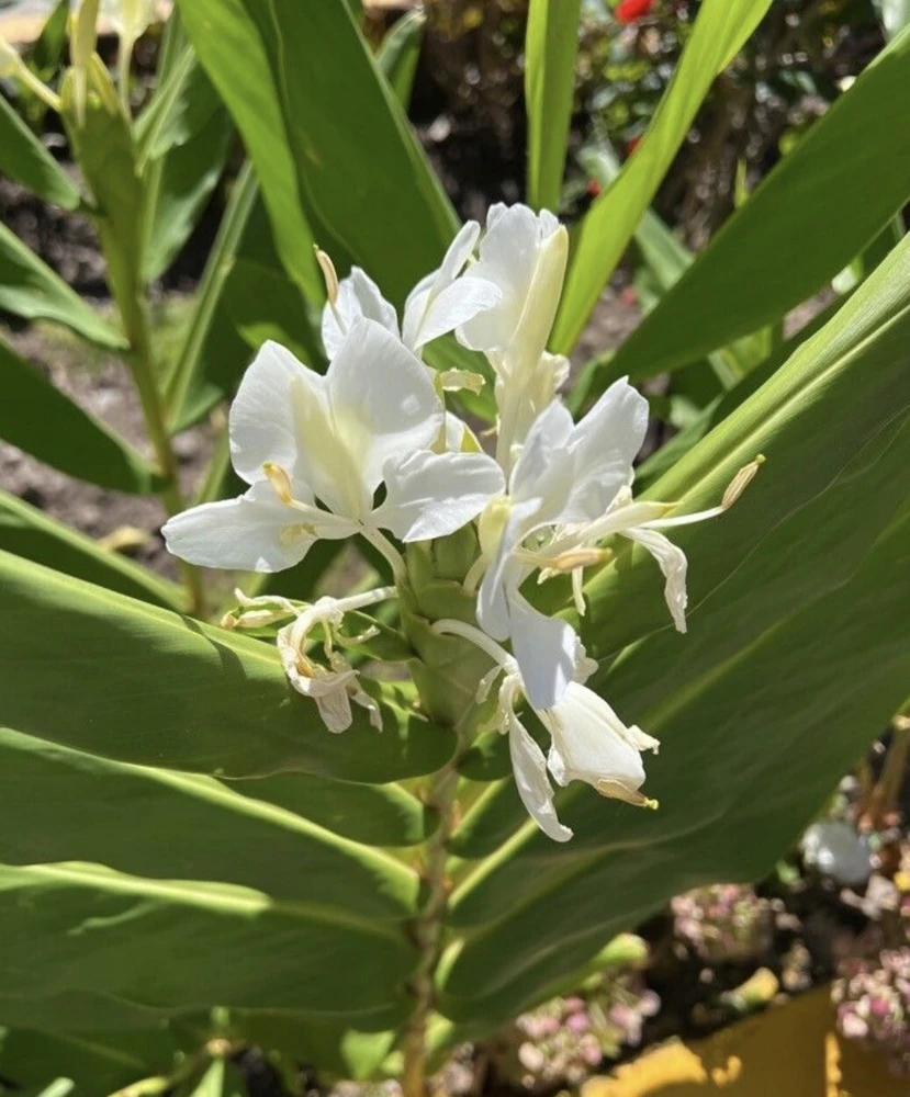 Butterfly Ginger Lily Live Plant – White Garland Lily – 1-2 ft Tall – Outdoor Perennial - Image 7