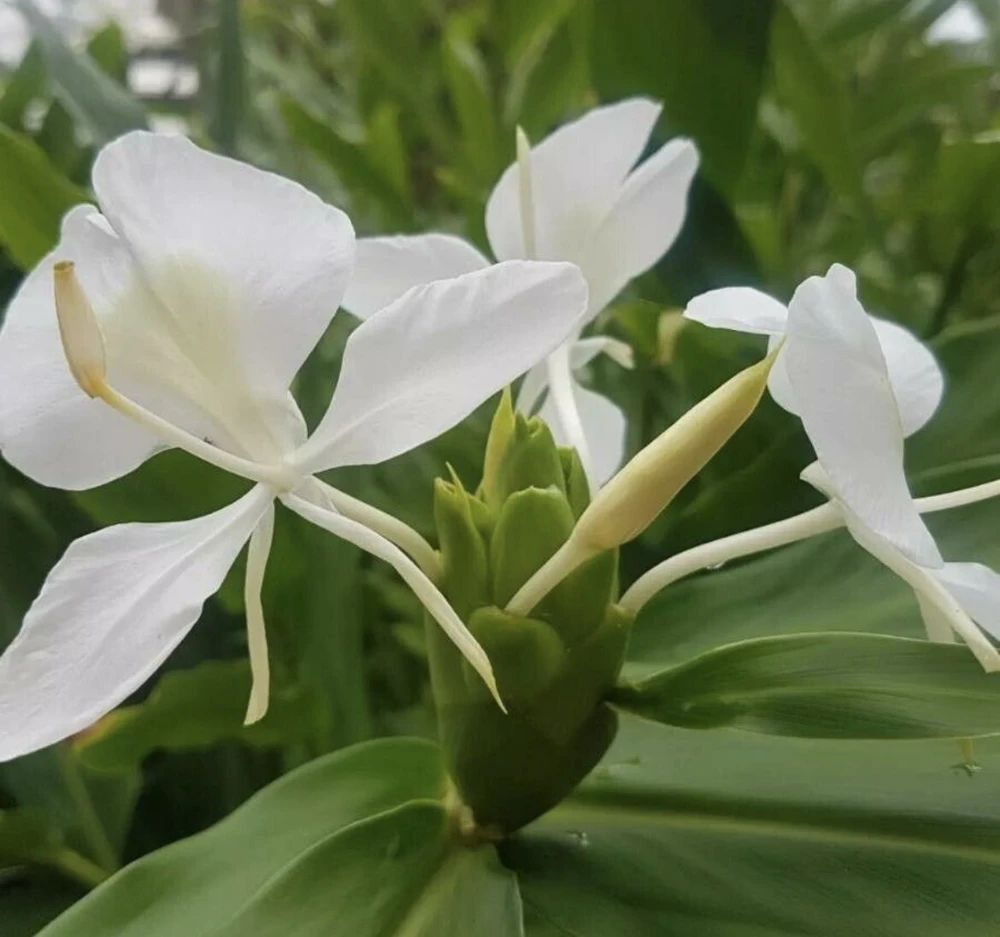 Butterfly Ginger Lily Live Plant – White Garland Lily – 1-2 ft Tall – Outdoor Perennial - Image 8