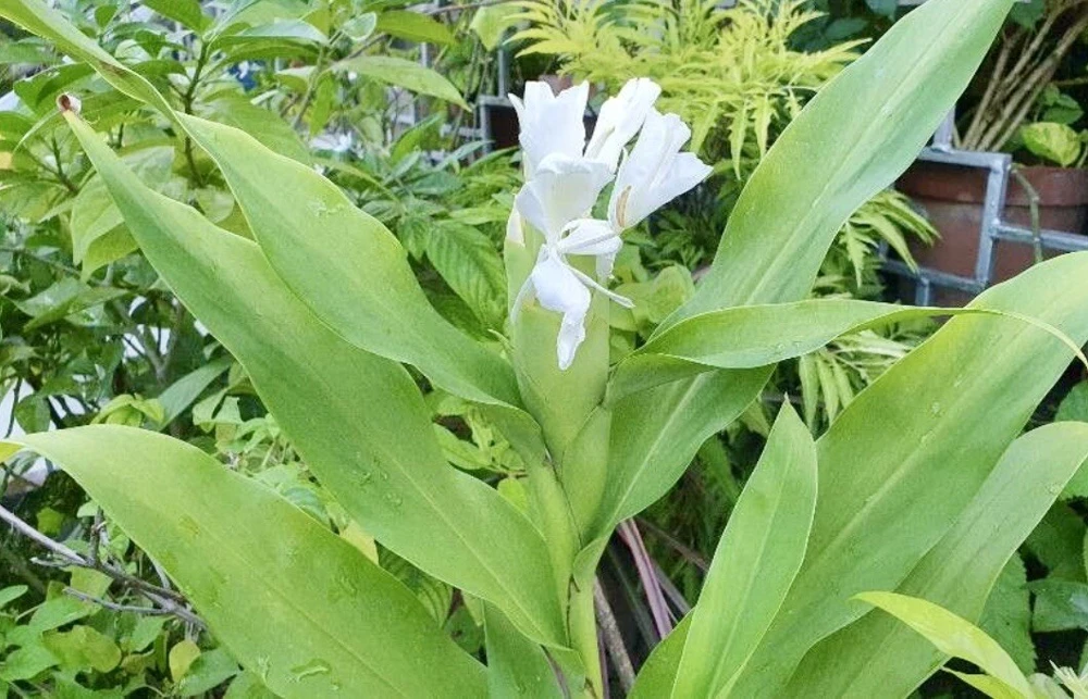Butterfly Ginger Lily Live Plant – White Garland Lily – 1-2 ft Tall – Outdoor Perennial - Image 9