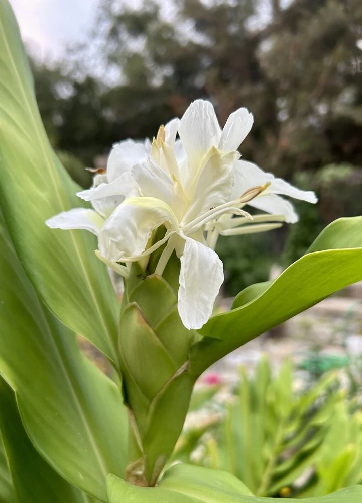 Butterfly Ginger Lily Live Plant – White Garland Lily – 1-2 ft Tall – Outdoor Perennial - Image 1