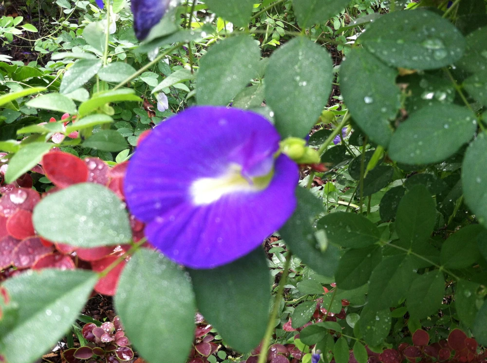 Butterfly Pea Seeds Single Blue - Clitoria Ternatea 10 Seeds Annual Vine - Image 10