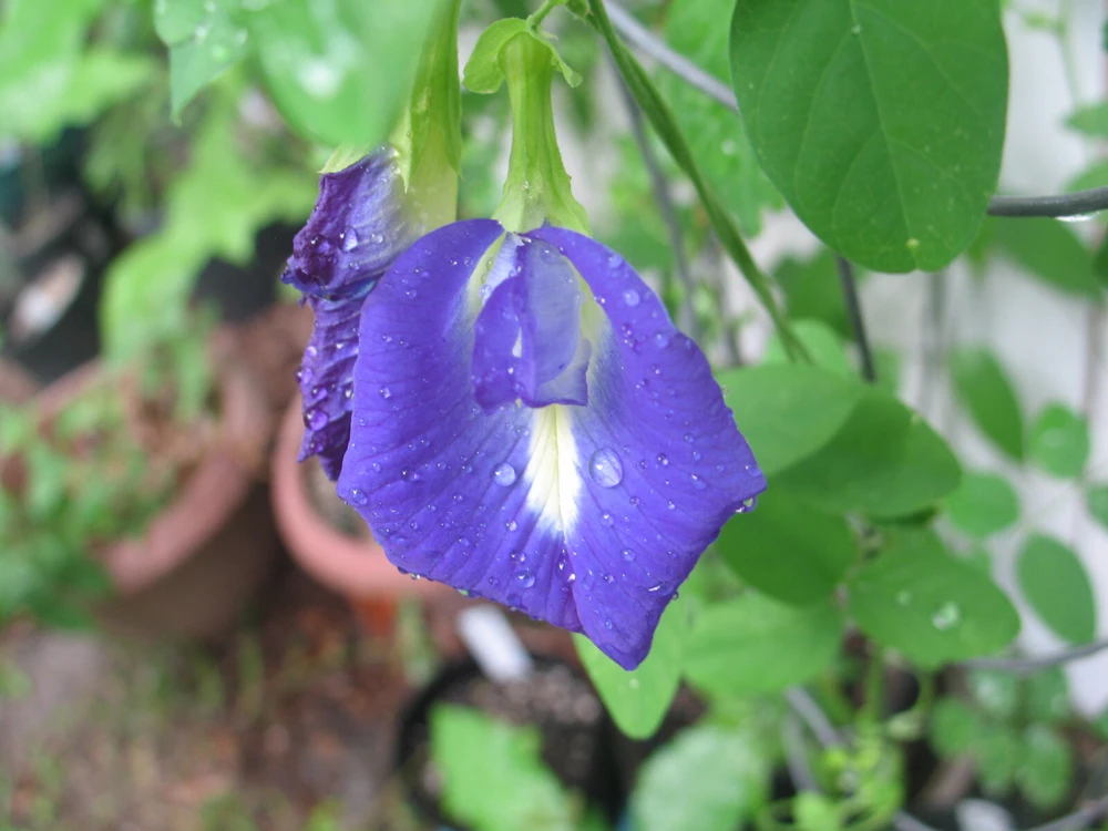 Butterfly Pea Seeds Single Blue - Clitoria Ternatea 10 Seeds Annual Vine - Image 2