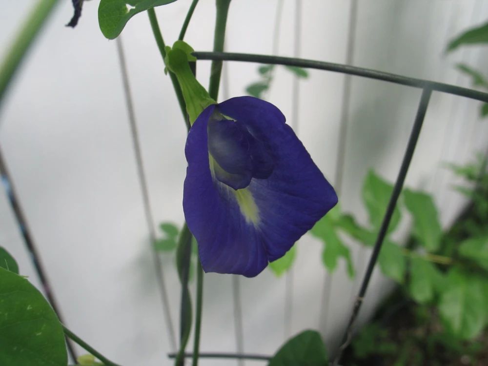 Butterfly Pea Seeds Single Blue - Clitoria Ternatea 10 Seeds Annual Vine - Image 3
