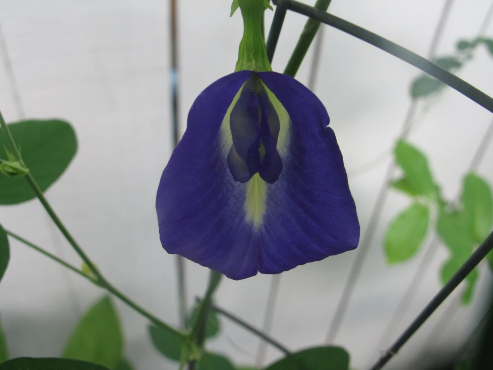 Butterfly Pea Seeds Single Blue - Clitoria Ternatea 10 Seeds Annual Vine - Image 4