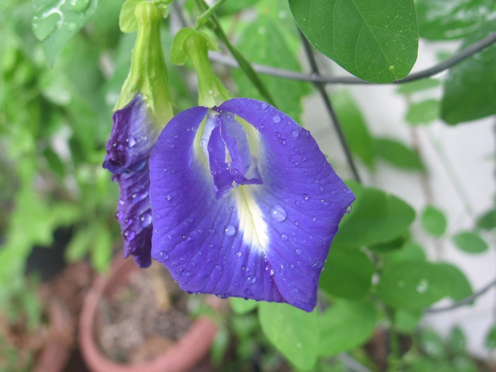 Butterfly Pea Seeds Single Blue - Clitoria Ternatea 10 Seeds Annual Vine - Image 5