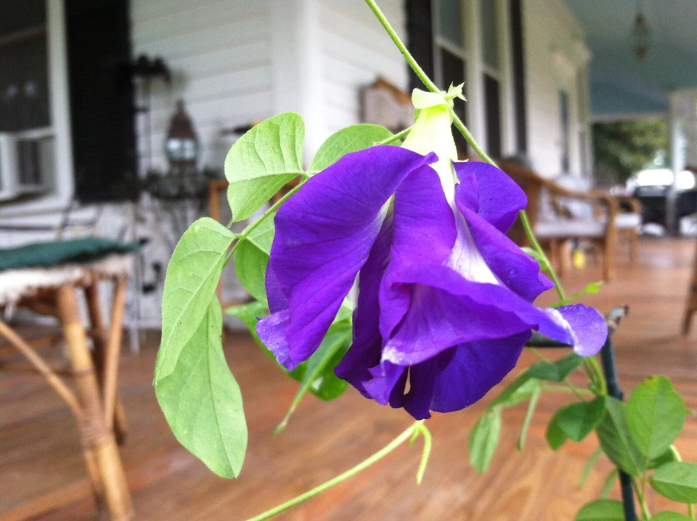 Butterfly Pea Seeds Single Blue - Clitoria Ternatea 10 Seeds Annual Vine - Image 6