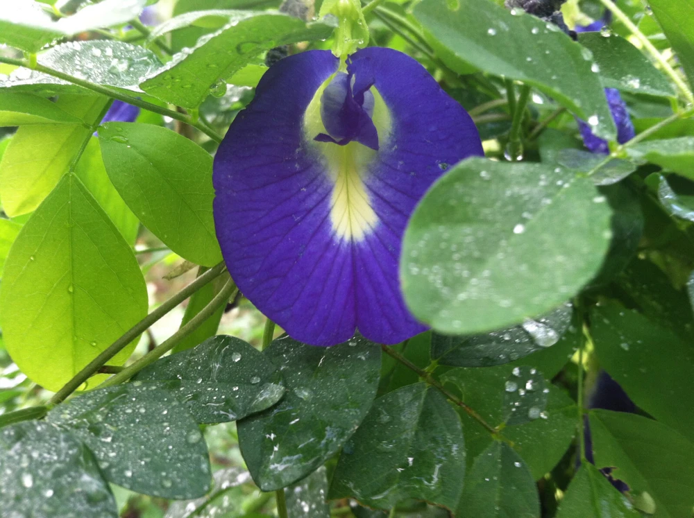 Butterfly Pea Seeds Single Blue - Clitoria Ternatea 10 Seeds Annual Vine - Image 7