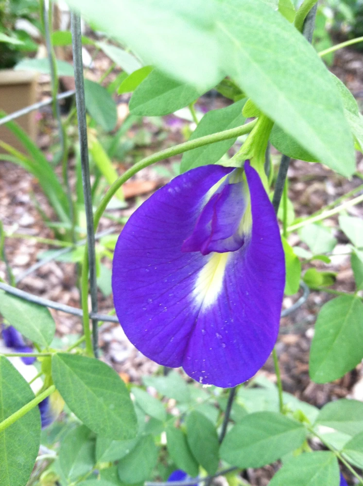 Butterfly Pea Seeds Single Blue - Clitoria Ternatea 10 Seeds Annual Vine - Image 8