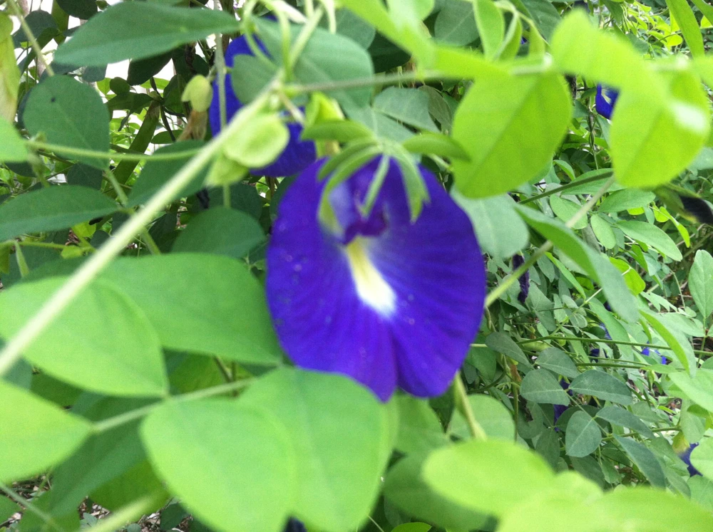 Butterfly Pea Seeds Single Blue - Clitoria Ternatea 10 Seeds Annual Vine - Image 9