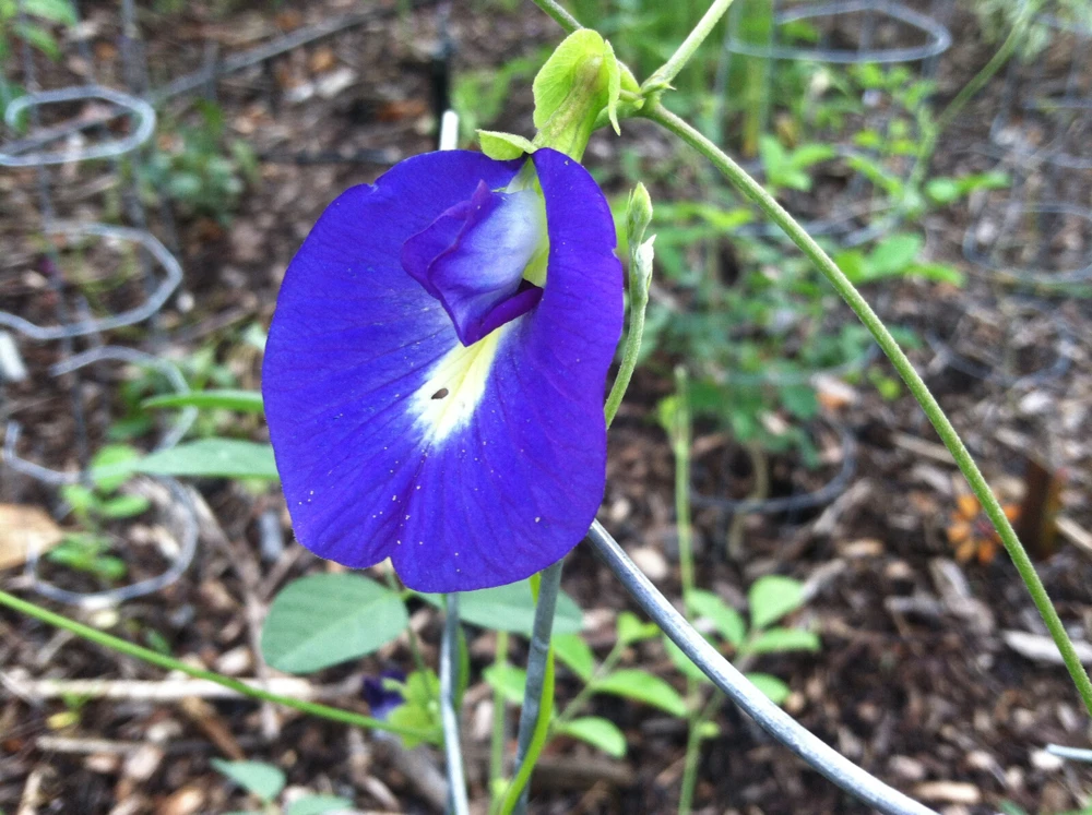 Butterfly Pea Seeds Single Blue - Clitoria Ternatea 10 Seeds Annual Vine - Image 1