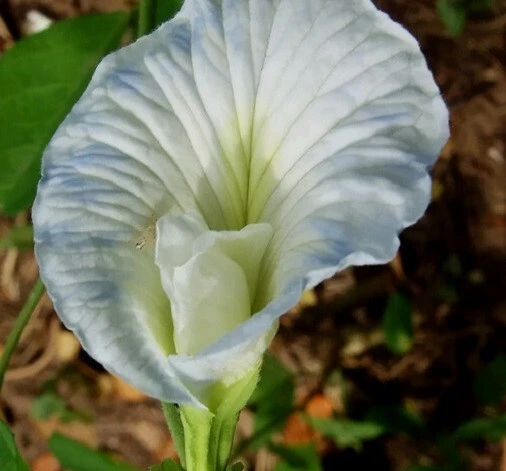 Butterfly Pea Seeds – Single White Clitoria Ternatea – 10 Seeds - Image 1