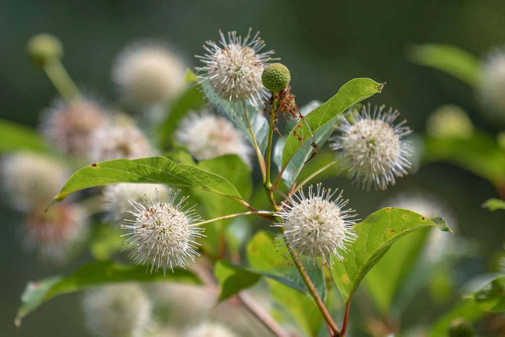 Button Bush Live Plant – 4" Pot – Attracts Butterflies & Birds – Outdoor Shrub - Image 1